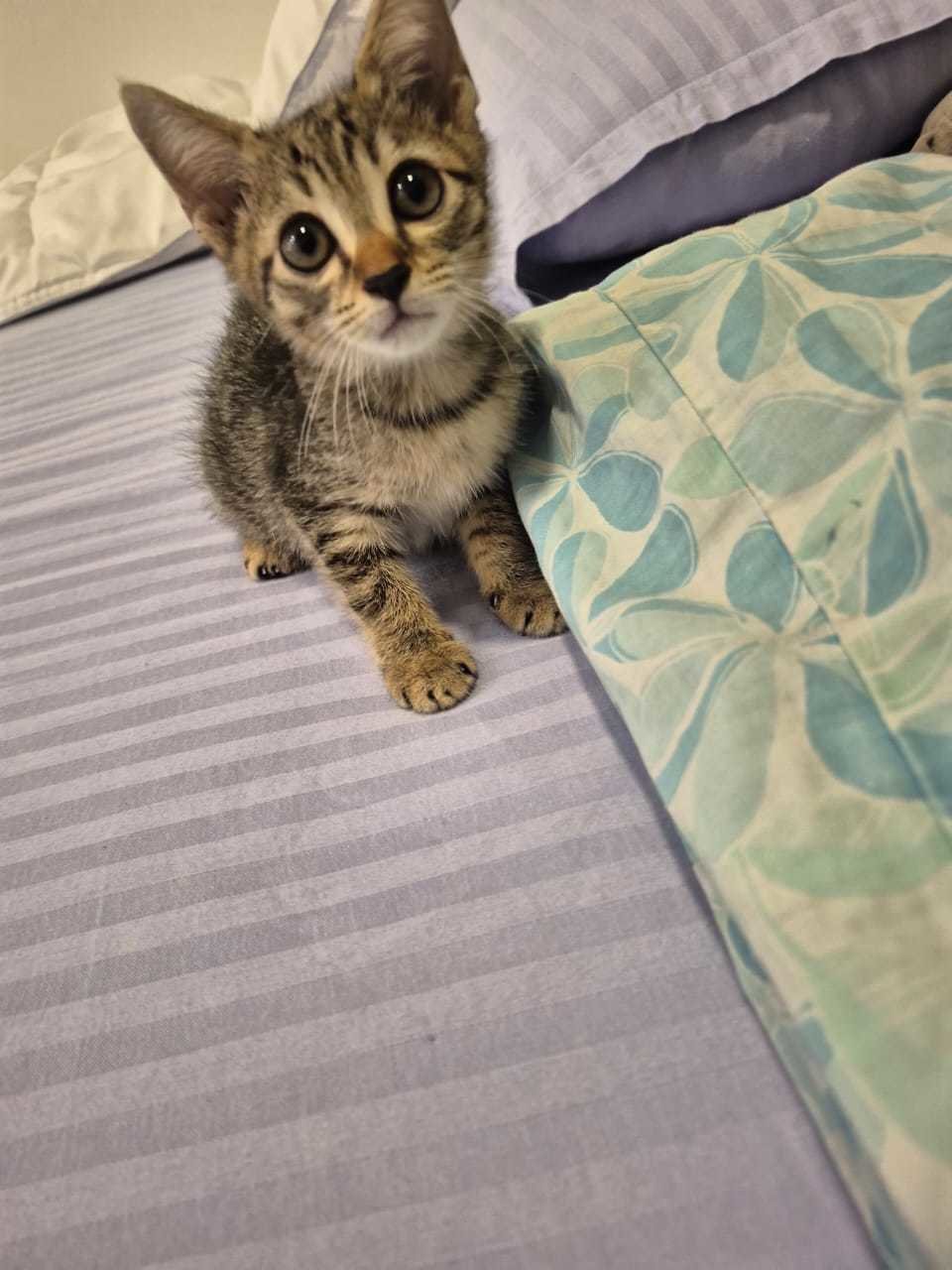 Rockit - Domestic Medium Hair + Domestic Short Hair Cat