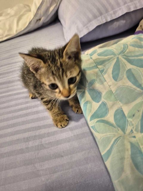 Rockit - Domestic Medium Hair + Domestic Short Hair Cat