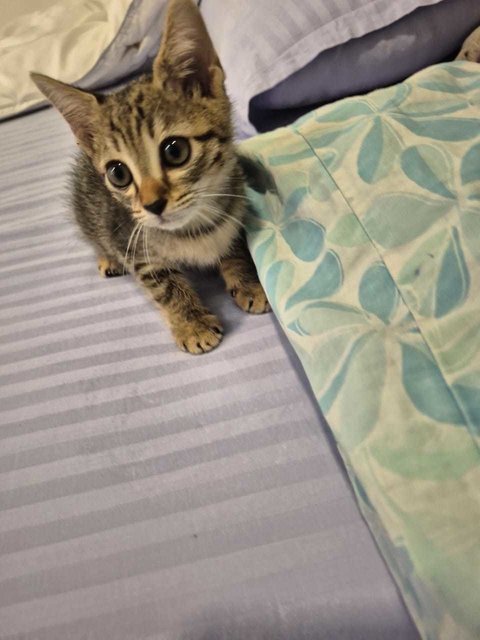 Rockit - Domestic Medium Hair + Domestic Short Hair Cat