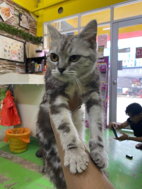 American Shorthair  - American Shorthair Cat