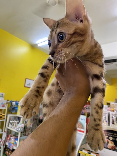 Bangel For Sell - Bengal Cat