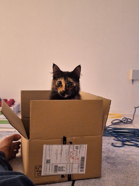 Oyen And Noa - Tabby + Tortoiseshell Cat