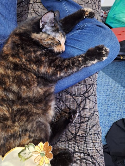 Oyen And Noa - Tabby + Tortoiseshell Cat