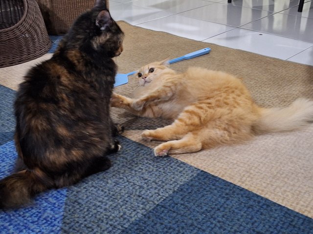 Oyen And Noa - Tabby + Tortoiseshell Cat