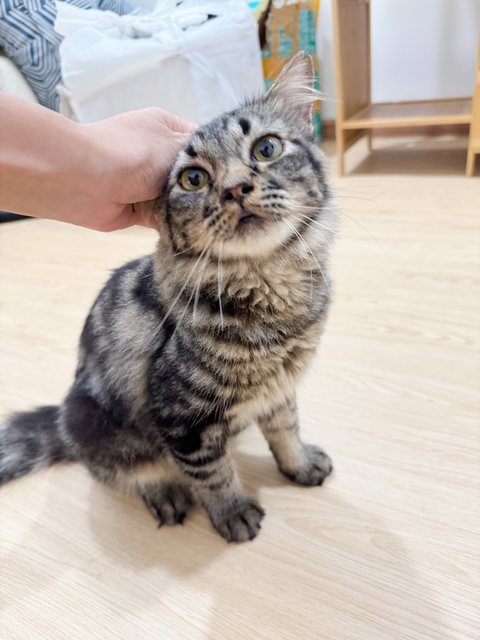 Tu Zi - Domestic Long Hair Cat