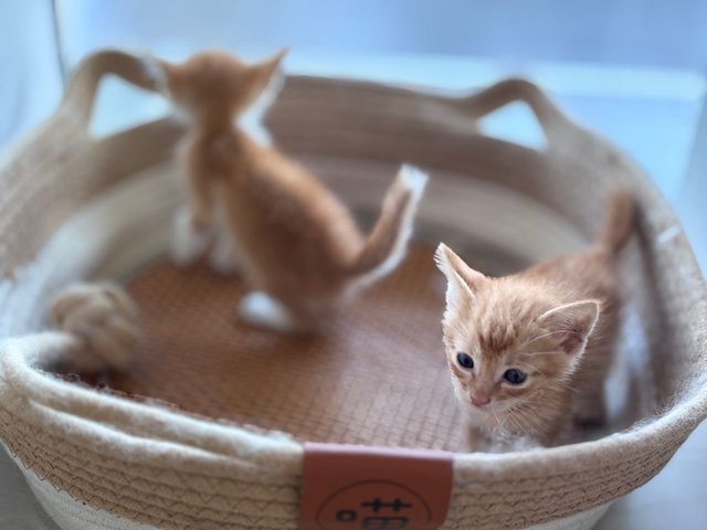 Pumpkin &amp; Mochi - Domestic Medium Hair Cat