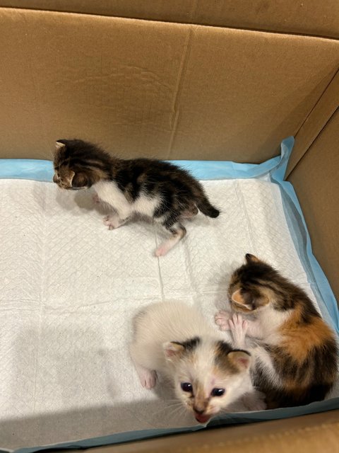 The Kiddos - Domestic Medium Hair Cat