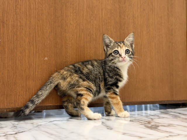 Lola - Domestic Short Hair Cat