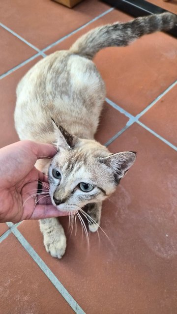 Kopi - Domestic Short Hair Cat