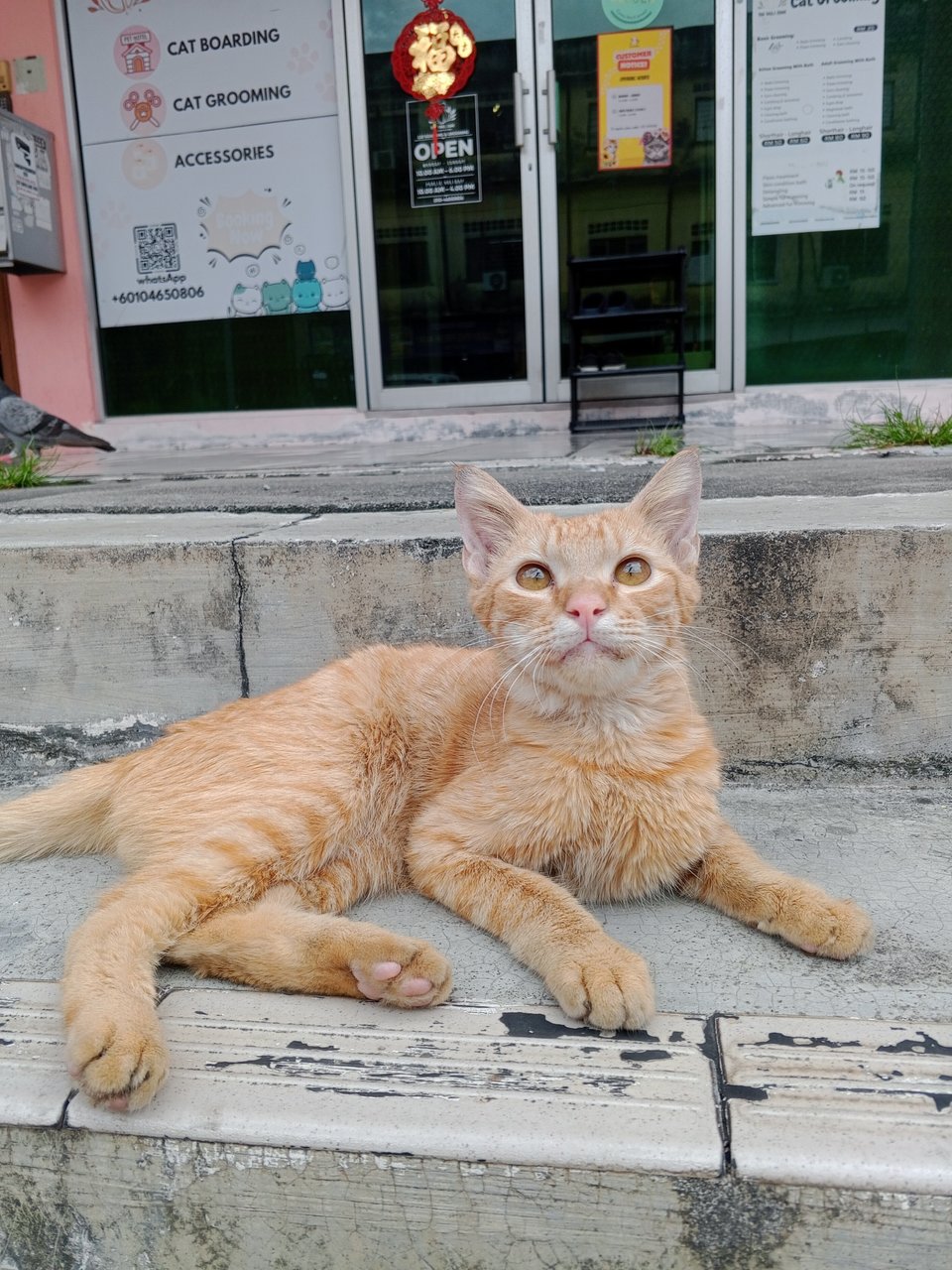 Oyen  - Domestic Short Hair Cat