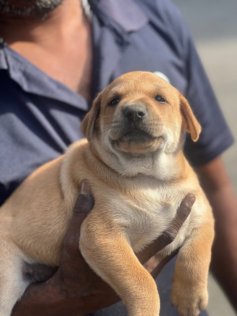 PF145877 - Mixed Breed Dog