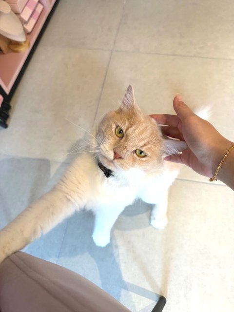Loewe Dior - Maine Coon + Persian Cat