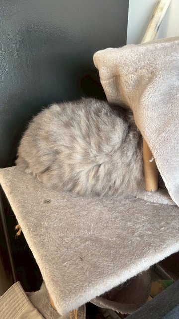 Sumo - Maine Coon + Domestic Long Hair Cat