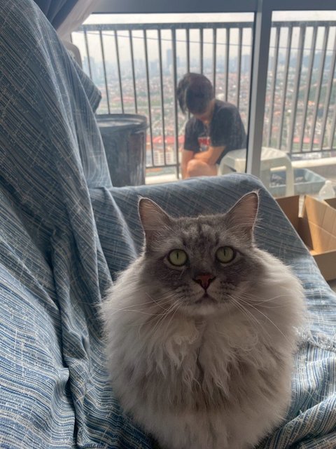 Sumo - Maine Coon + Domestic Long Hair Cat