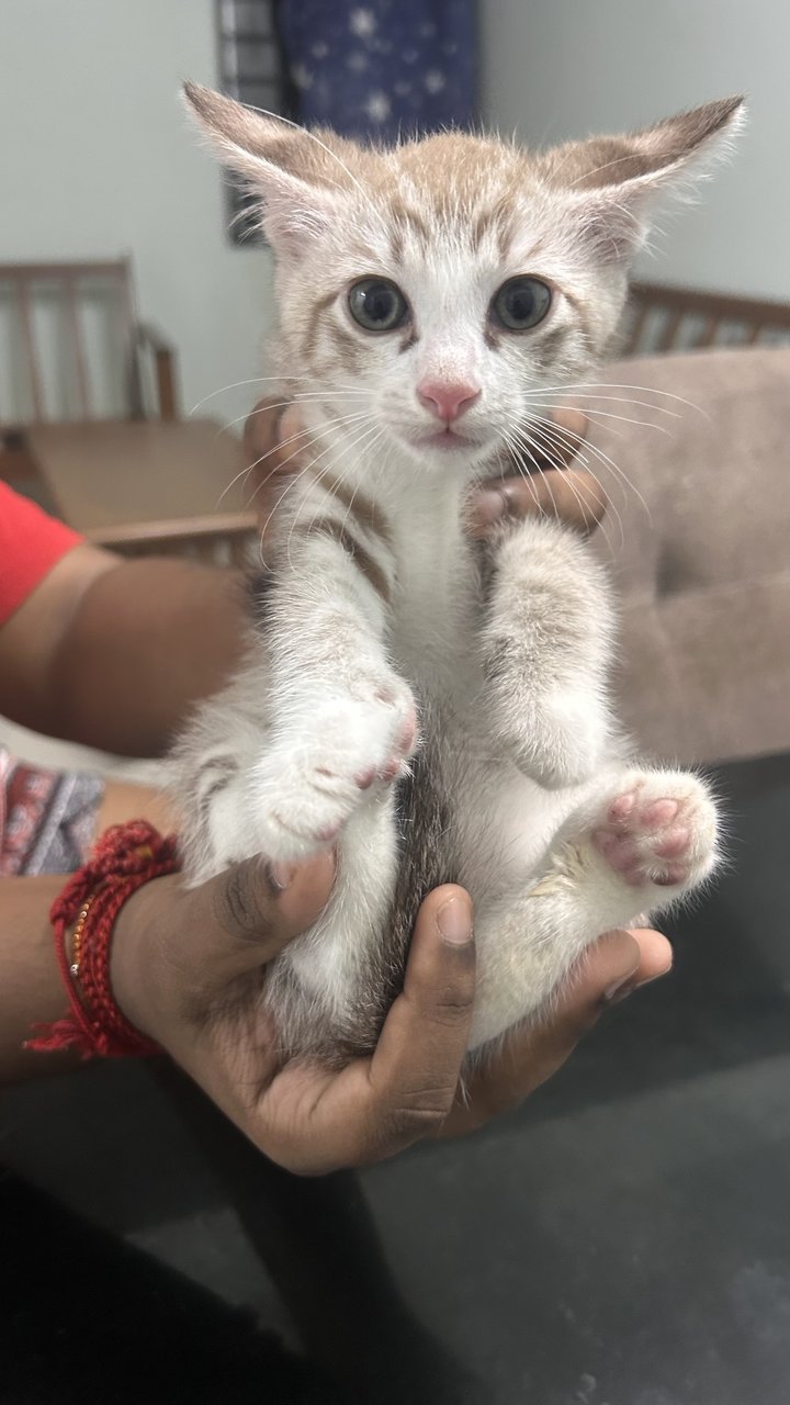 Whitey - Siamese Cat