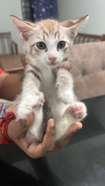 Whitey - Siamese Cat
