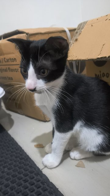 Cat Kitten For Adoption Right Away - Domestic Medium Hair Cat