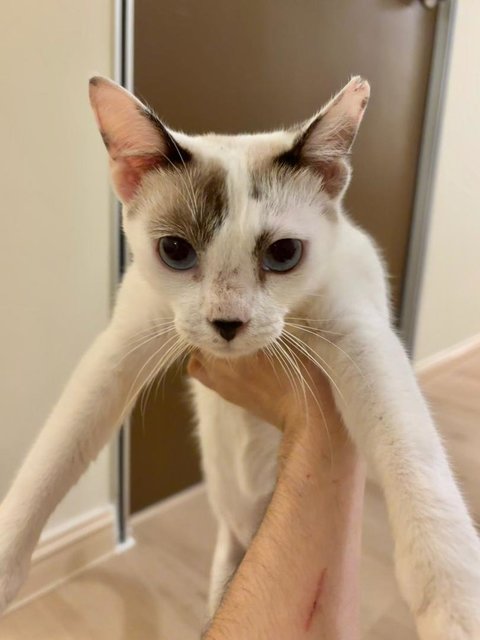 Lottie🐱 - Domestic Short Hair Cat