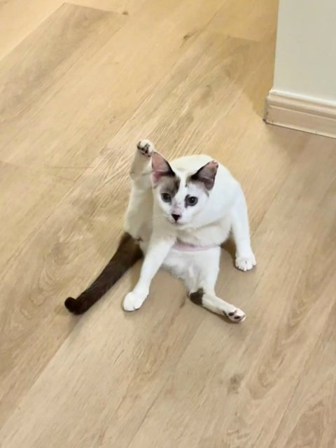 Lottie🐱 - Domestic Short Hair Cat