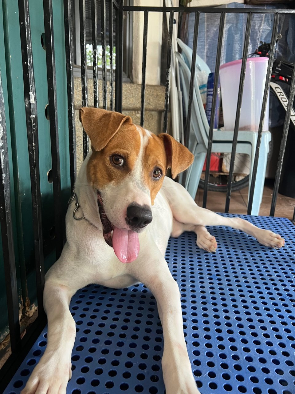 Boy - Mixed Breed Dog