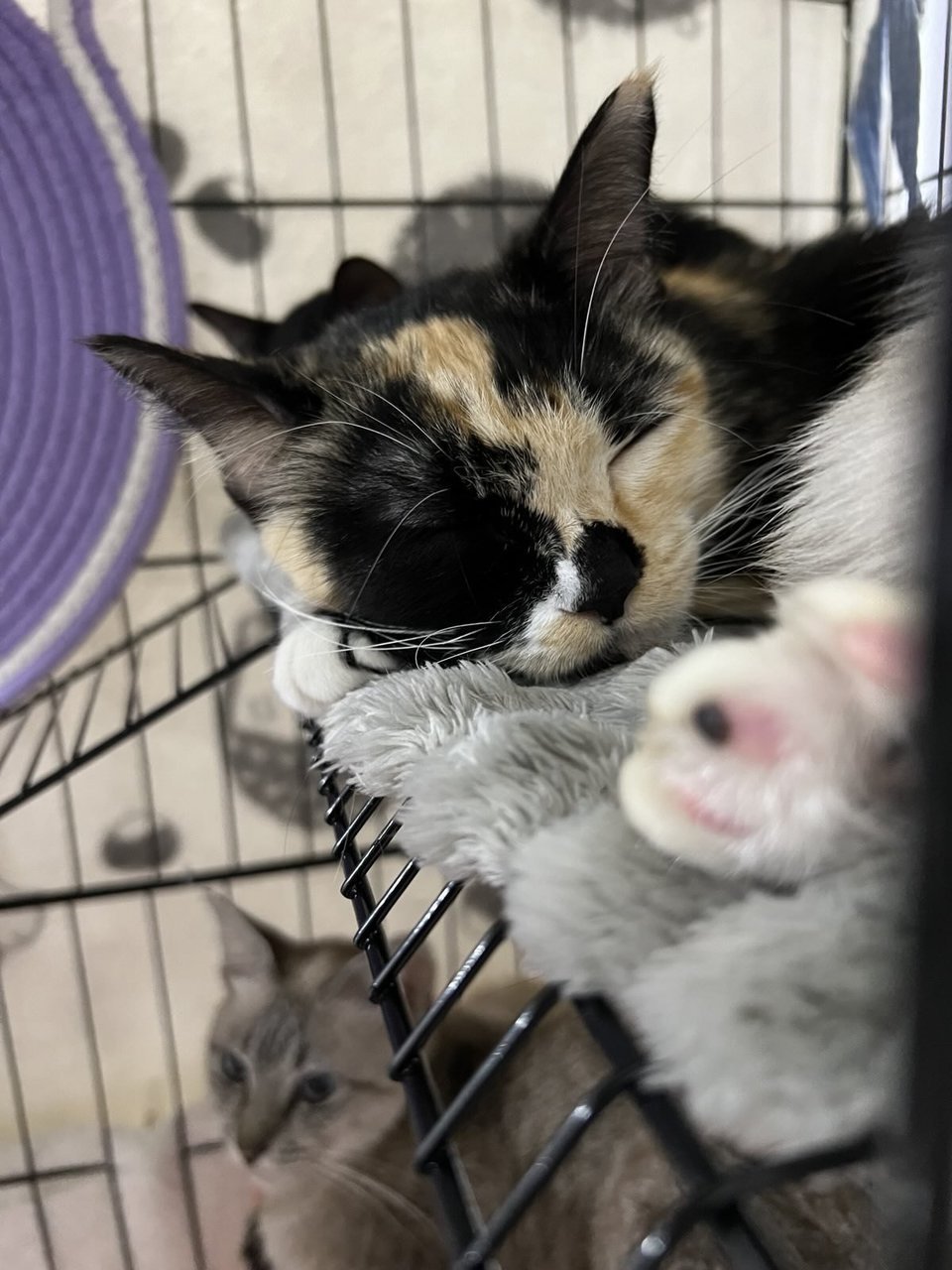 Momo - Domestic Short Hair Cat