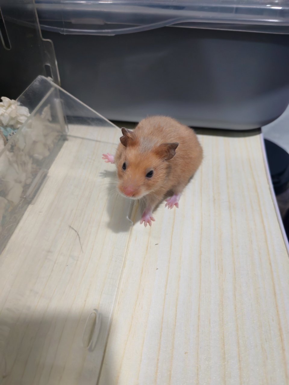 Orange  - Syrian / Golden Hamster Hamster