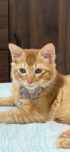 Dom, Loki, Thor - Domestic Medium Hair Cat