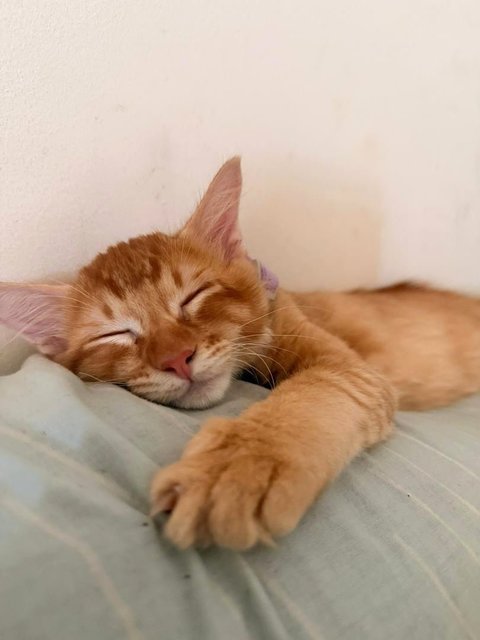 Dom, Loki, Thor - Domestic Medium Hair Cat