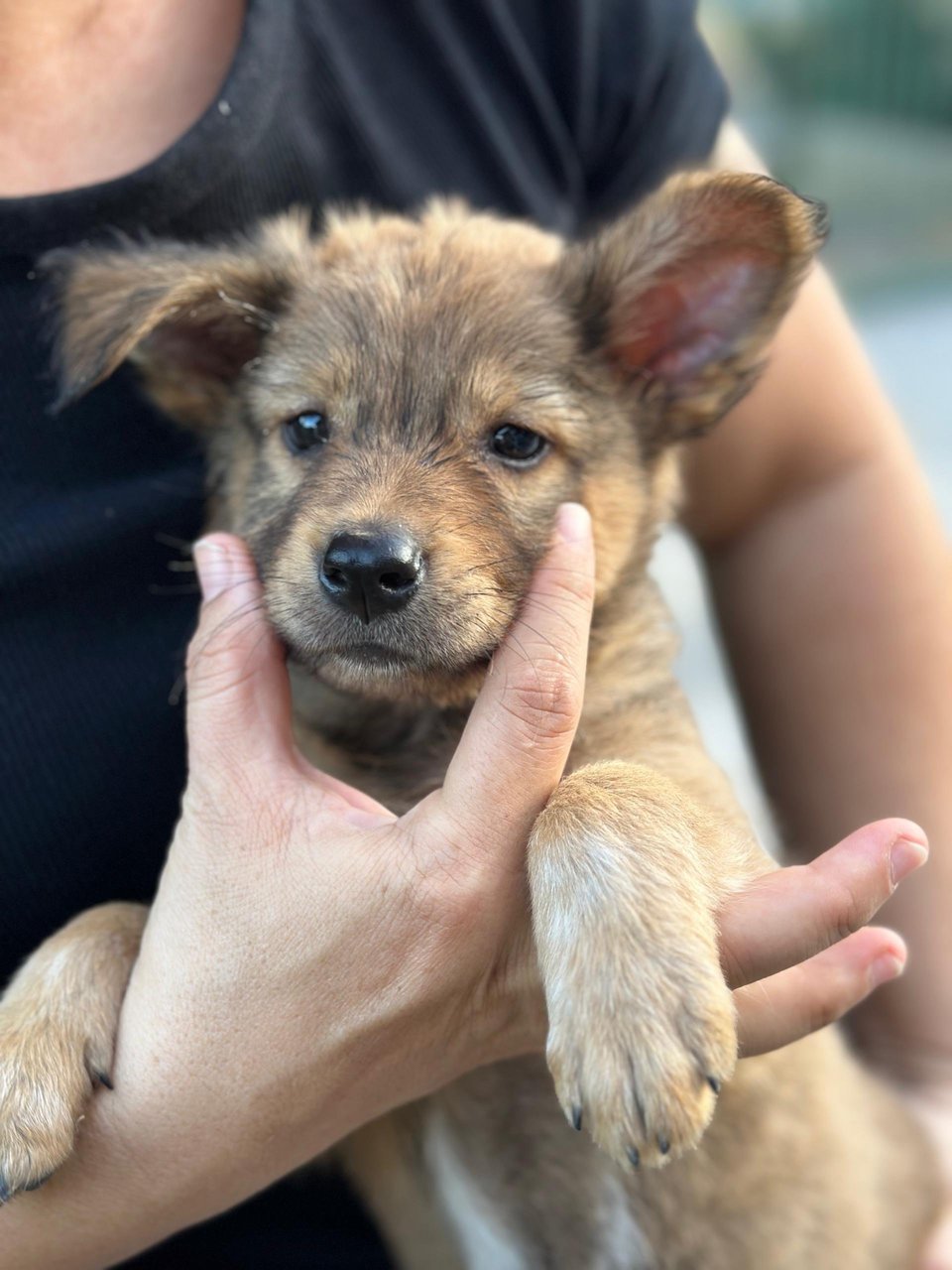PF145998 - Mixed Breed Dog