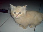 Bubu (Sold) - Domestic Long Hair Cat