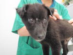 Charchoal - Black Labrador Retriever Mix Dog