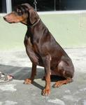 Rudolph - Doberman Pinscher Dog