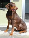 Rudolph - Doberman Pinscher Dog