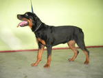 Dedos  - Rottweiler Dog