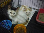 Tara Ladyzz N Tara Tenz - Calico Cat