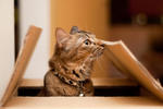 Melor - Domestic Medium Hair Cat
