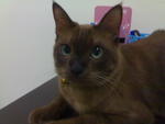 Ciko - Burmese Cat