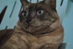 Ciko - Burmese Cat