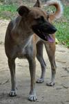 Mr.handsome - Mixed Breed Dog