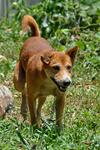 Mr. Handsome3 - Mixed Breed Dog