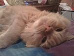 Cheeky Jellybean - Persian Cat