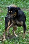 Mr. Nice Guy - Rottweiler Mix Dog