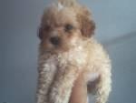 Toy Poodle  - Poodle Dog