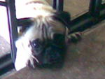 Pugli - Pug Dog