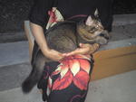 Cukcuk@hujan@tuah@miaw - Persian + Domestic Medium Hair Cat