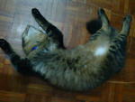 Cukcuk@hujan@tuah@miaw - Persian + Domestic Medium Hair Cat