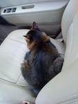 Cukcuk@hujan@tuah@miaw - Persian + Domestic Medium Hair Cat