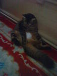 Cukcuk@hujan@tuah@miaw - Persian + Domestic Medium Hair Cat