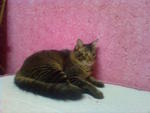 Cukcuk@hujan@tuah@miaw - Persian + Domestic Medium Hair Cat