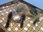 Cukcuk@hujan@tuah@miaw - Persian + Domestic Medium Hair Cat